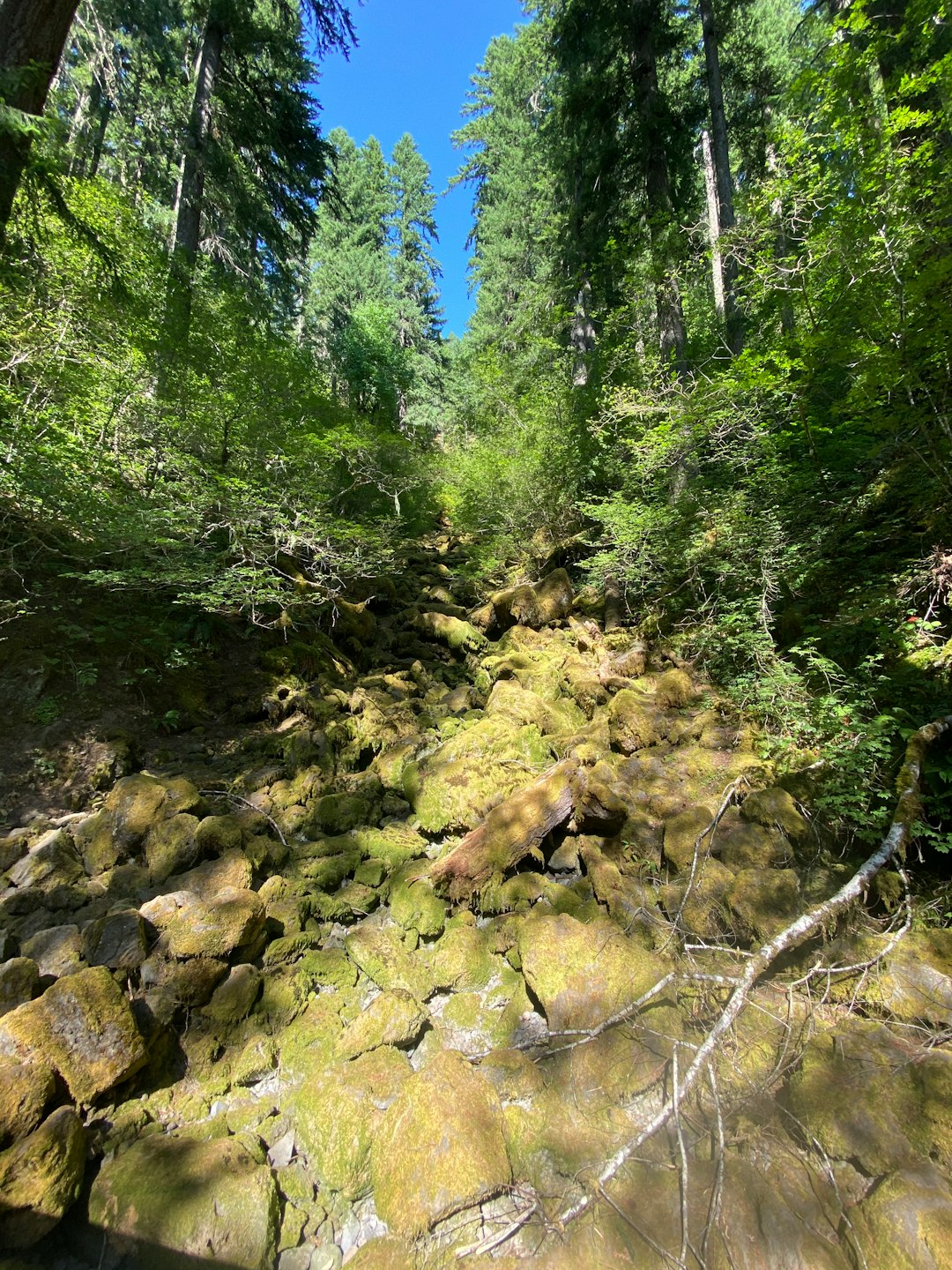 Forest photo spot Gifford Pinchot National Forest Multnomah Falls