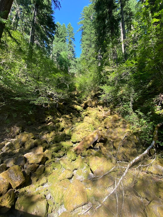 green trees and rocks on river in Gifford Pinchot National Forest United States