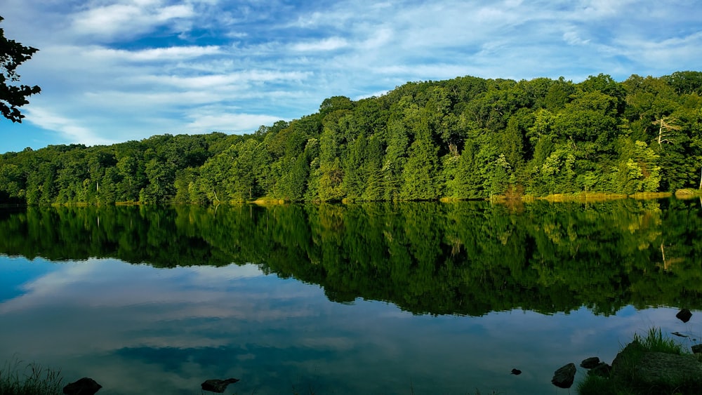 arbres verts au bord du lac sous un ciel nuageux pendant la journée