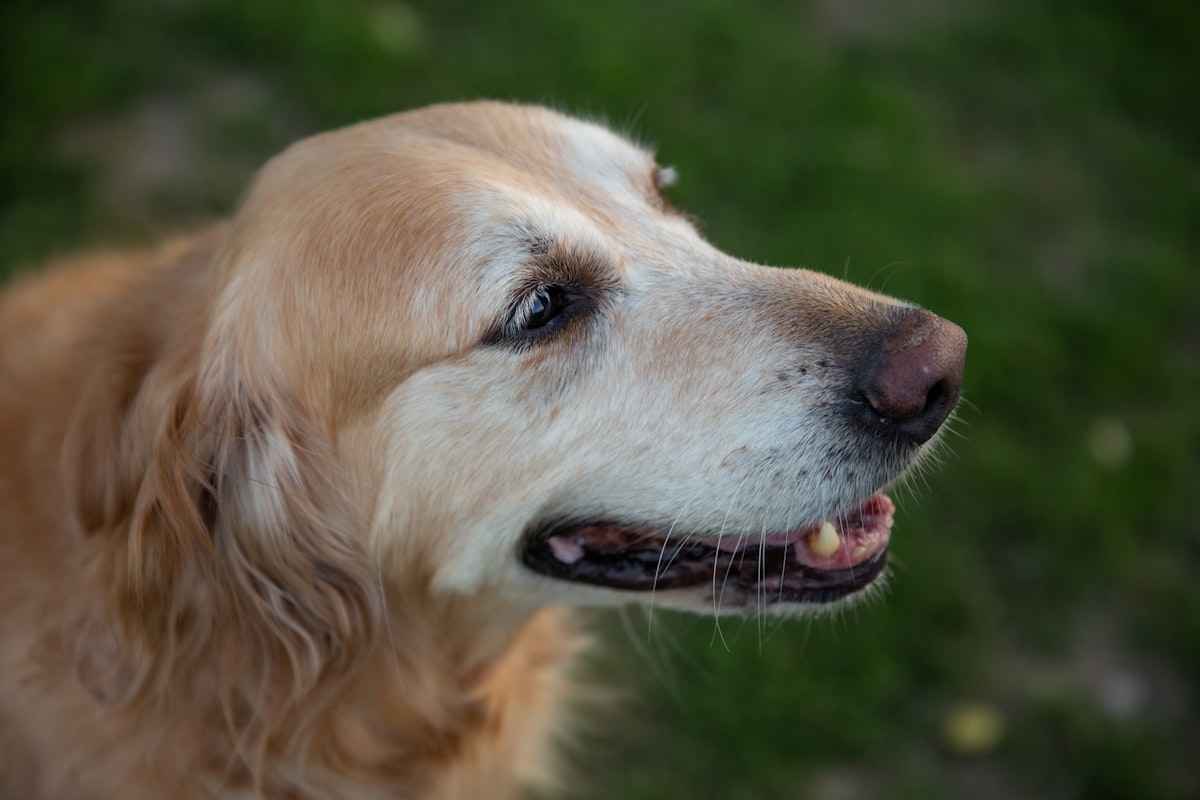 Close up of senior golden retriever face