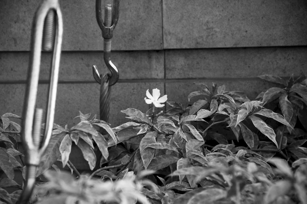 greyscale photo of a plant