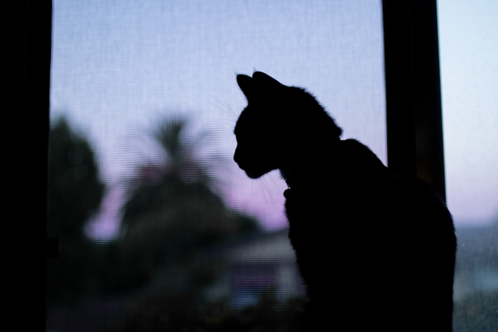 Gato negro sobre pantalla negra