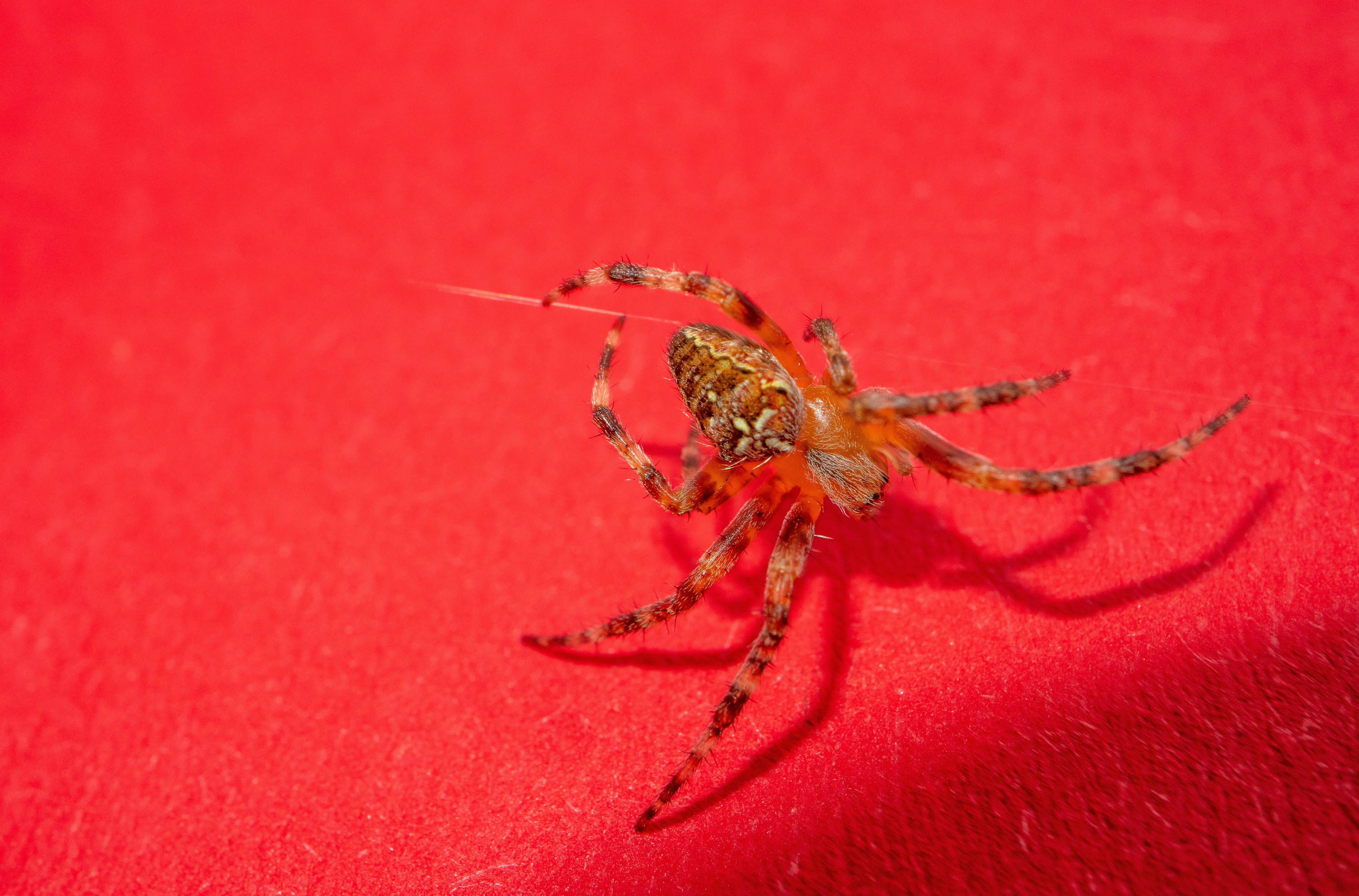 赤い表面に茶色のクモの写真 Unsplashで見つけるエノーの無料写真