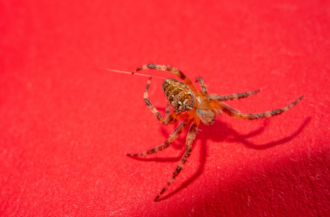 brown spider on red surface