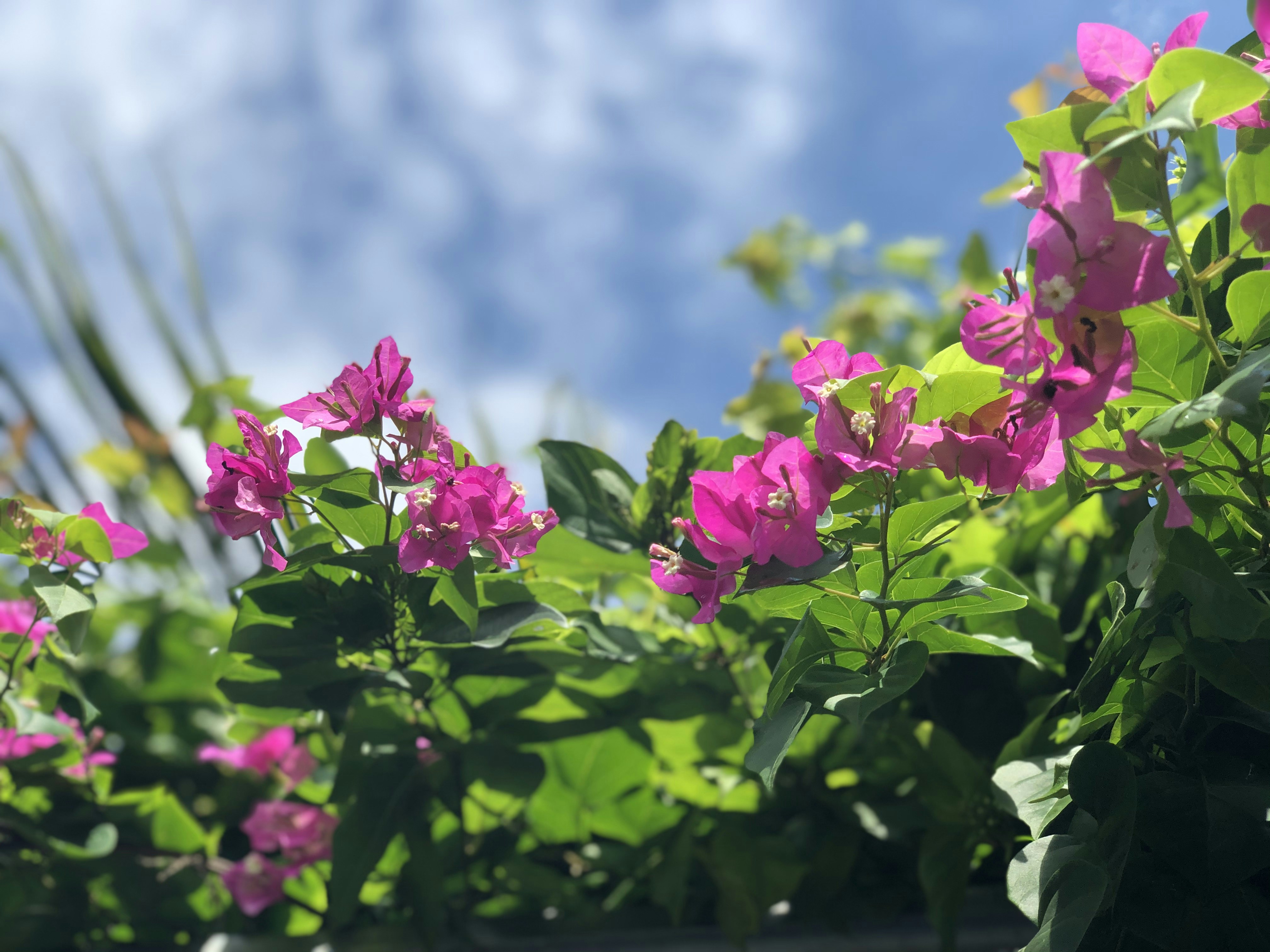 pink flowers with green leaves
