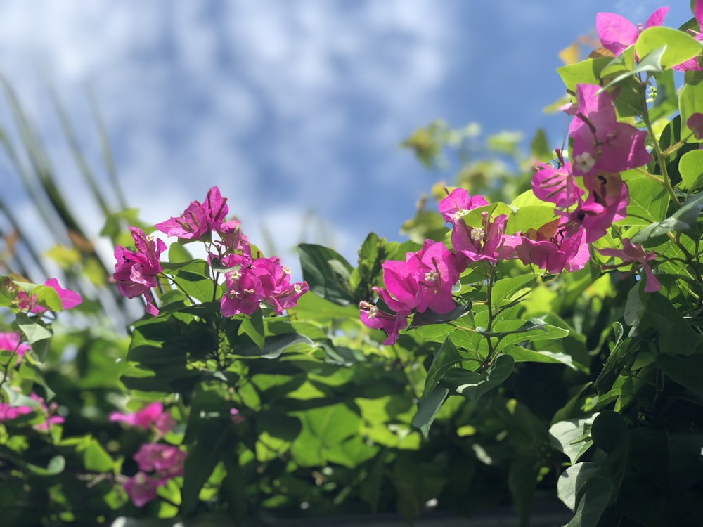 pink flowers with green leaves