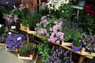 A vibrant assortment of fresh flower pots and seed packets displayed on rustic wood