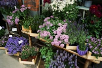 A vibrant display of assorted perennial plants ready for sale, arranged on rustic wooden shelves.
