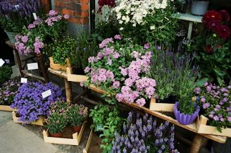 A vibrant assortment of fresh flower pots and seed packets displayed on rustic wood