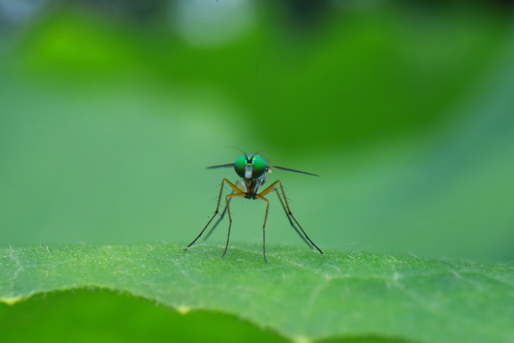 green and black fly on green leaf