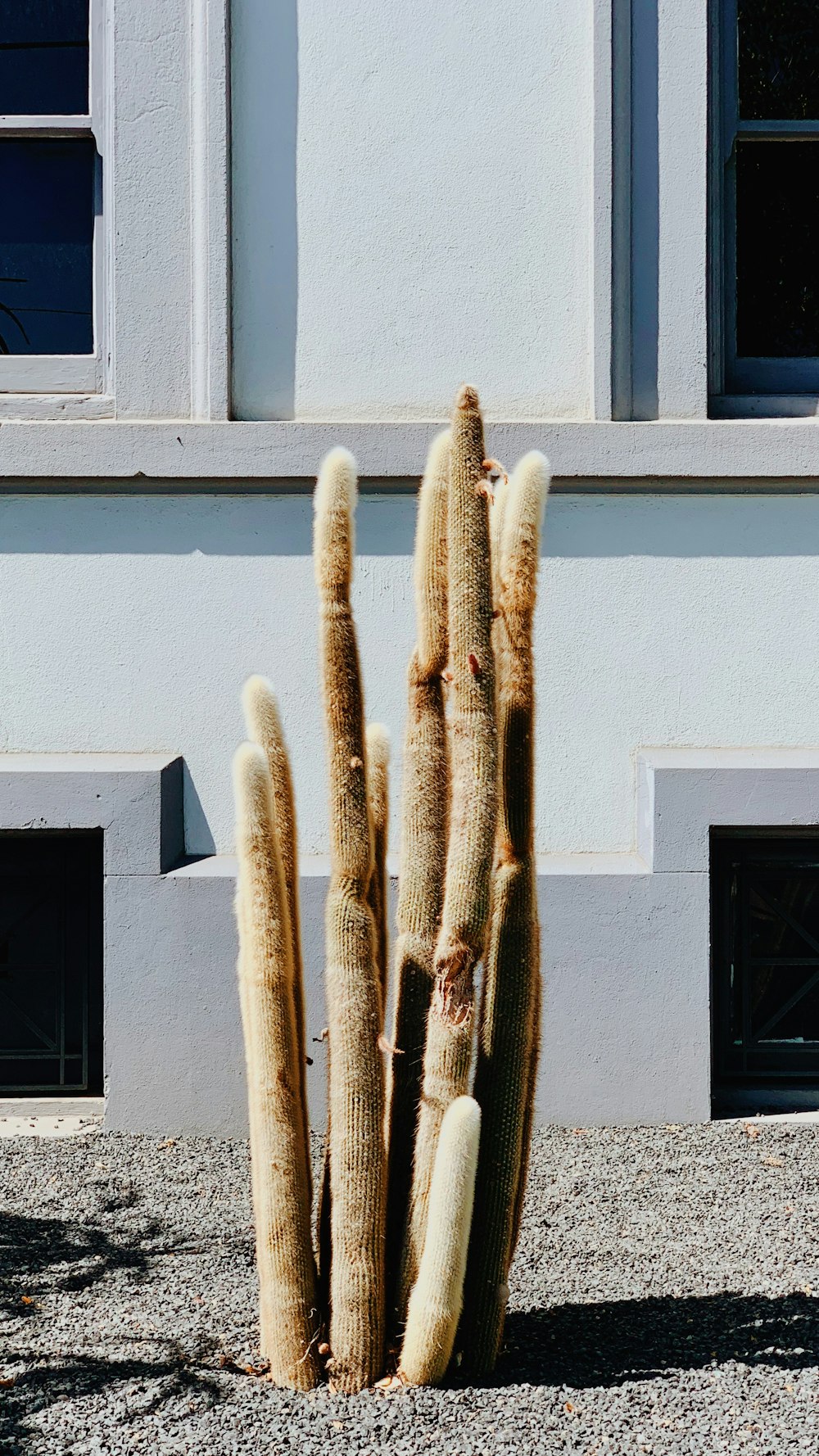 brown cactus near white wooden window