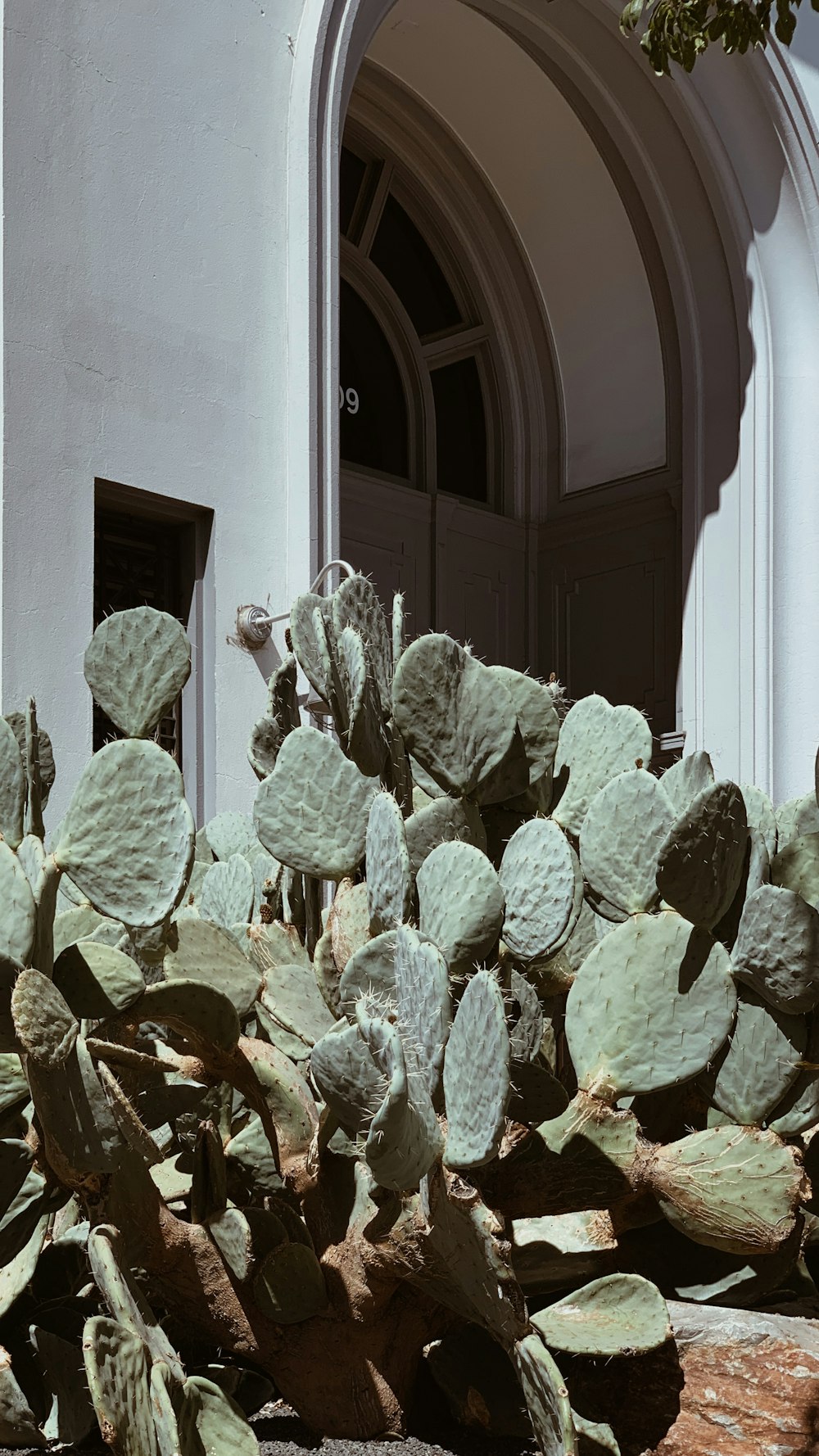 green cactus plant near white wall
