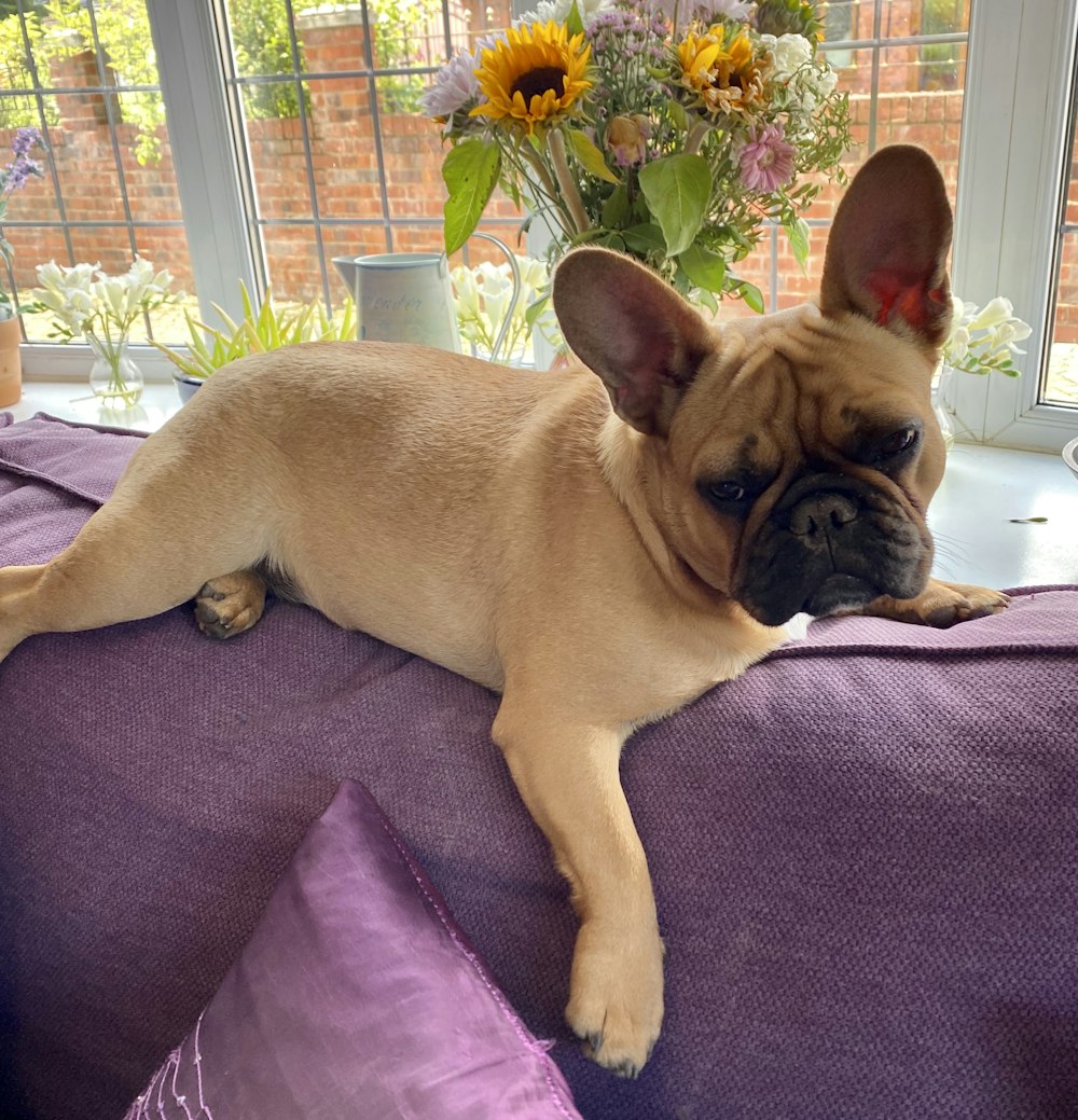 fawn pug lying on purple sofa