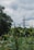 A metal electricity pylon stands amidst greenery, with tall grasses in the foreground and trees in the background. The sky overhead is cloudy, creating a contrast with the lush vegetation.