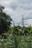 A metal electricity pylon stands amidst greenery, with tall grasses in the foreground and trees in the background. The sky overhead is cloudy, creating a contrast with the lush vegetation.