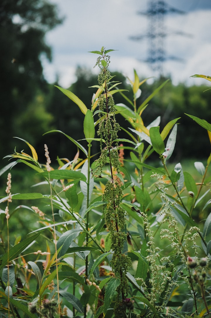 KILLER WEEDS