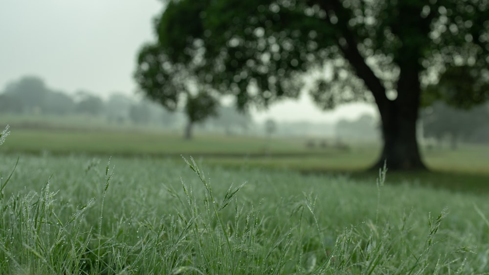 green grass field during daytime