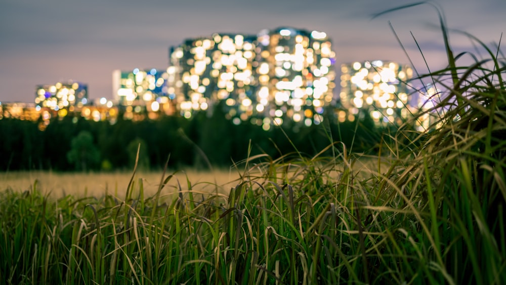 green grass field during daytime