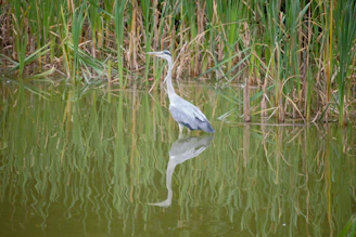 A heron standing tall and still in shallow water, surrounded by reeds.