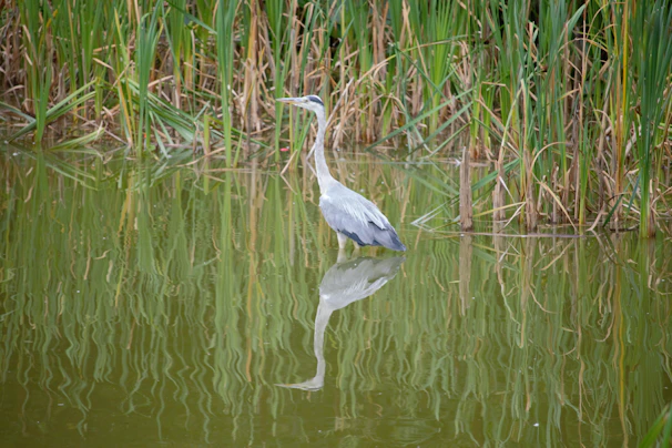 A heron standing tall and still in shallow water, surrounded by reeds.