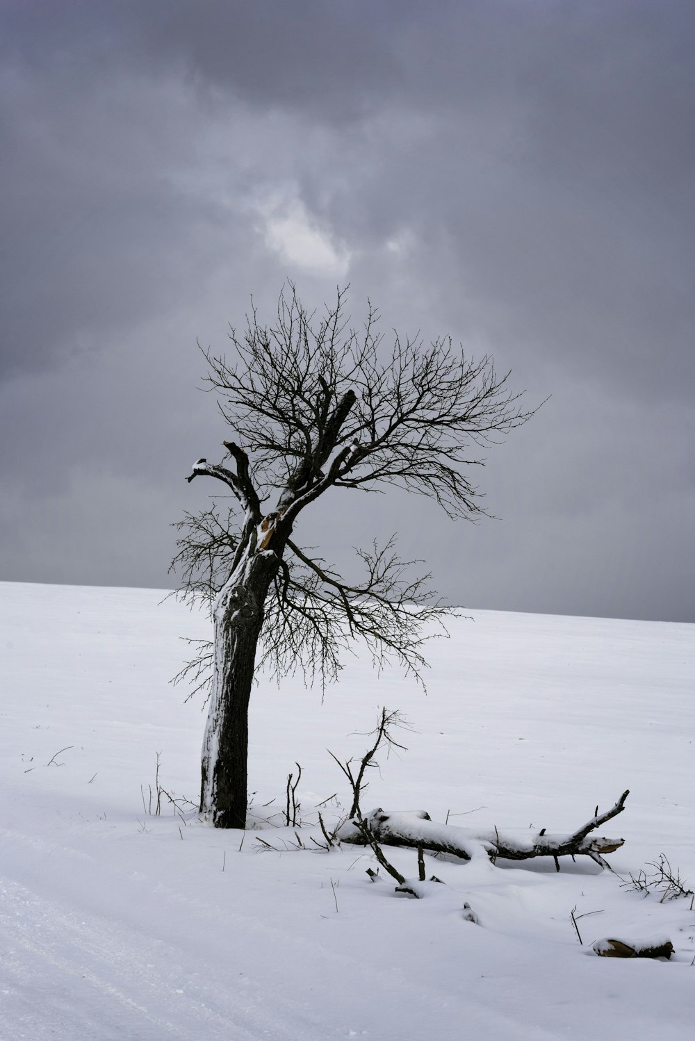 leafless tree on snow covered ground