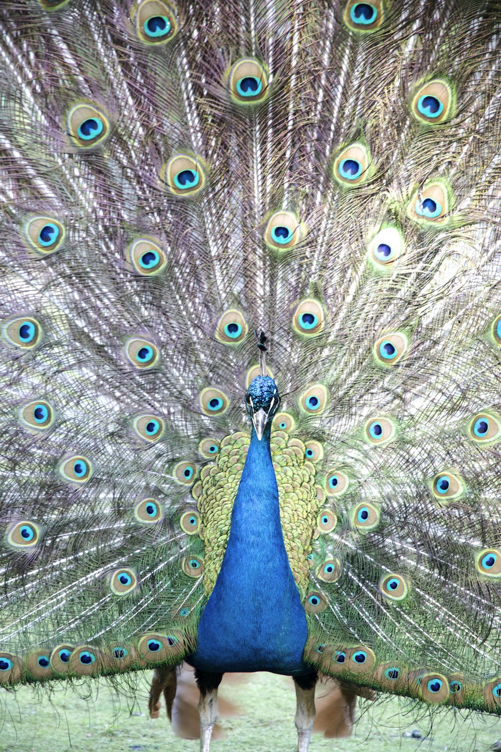 Pavo real azul en fotografía de primer plano