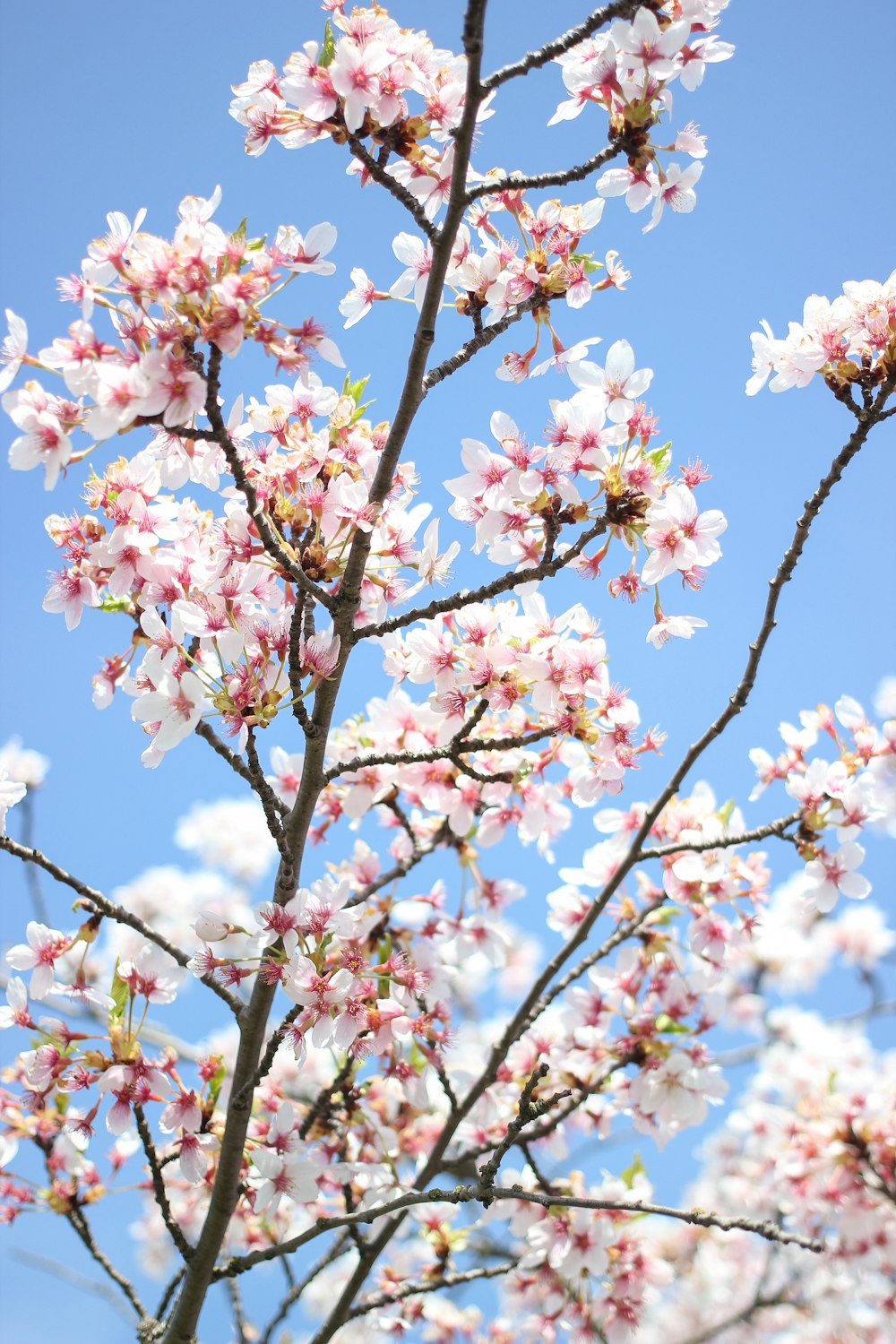 昼間のピンクの桜の木