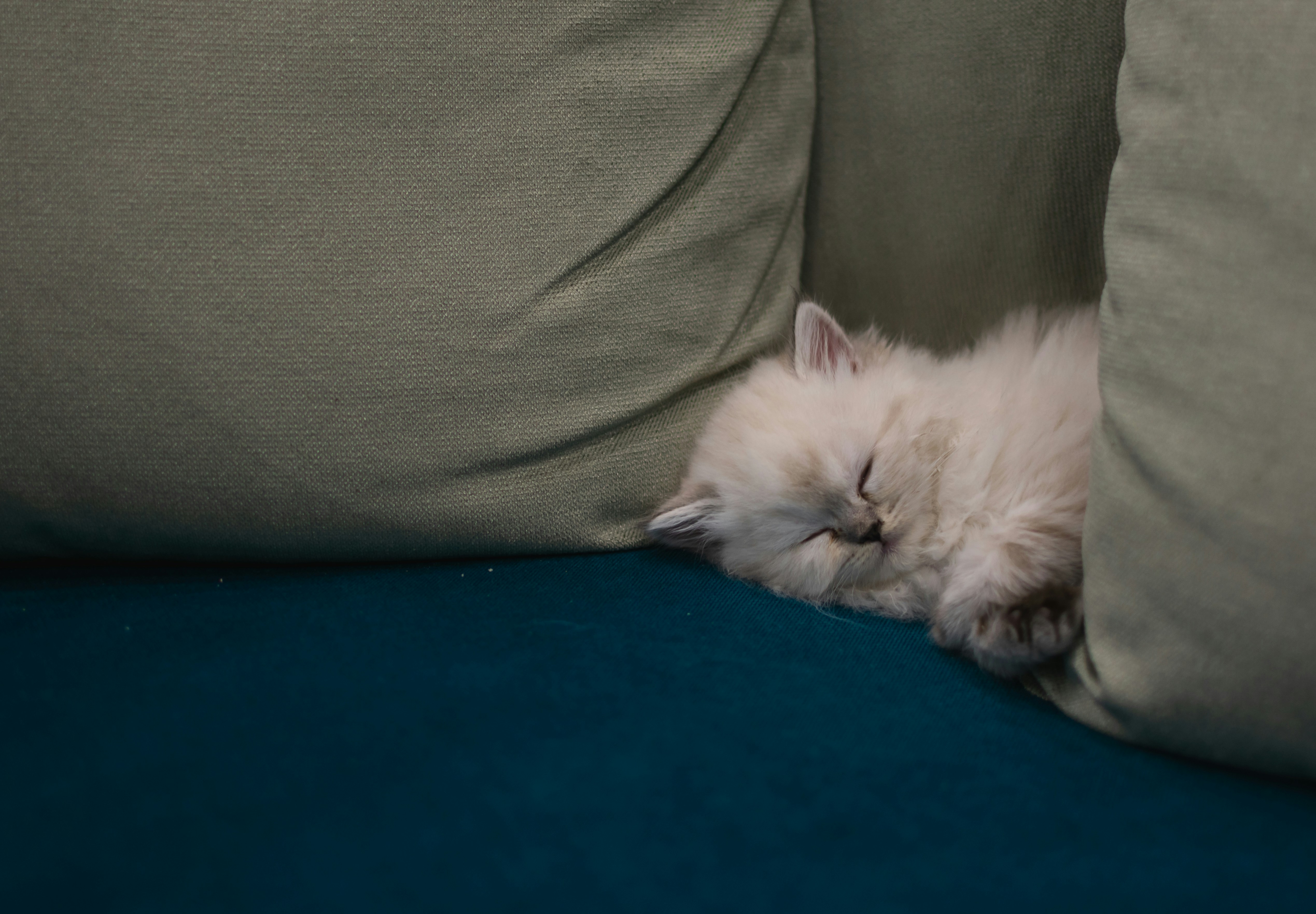 white persian cat on gray textile