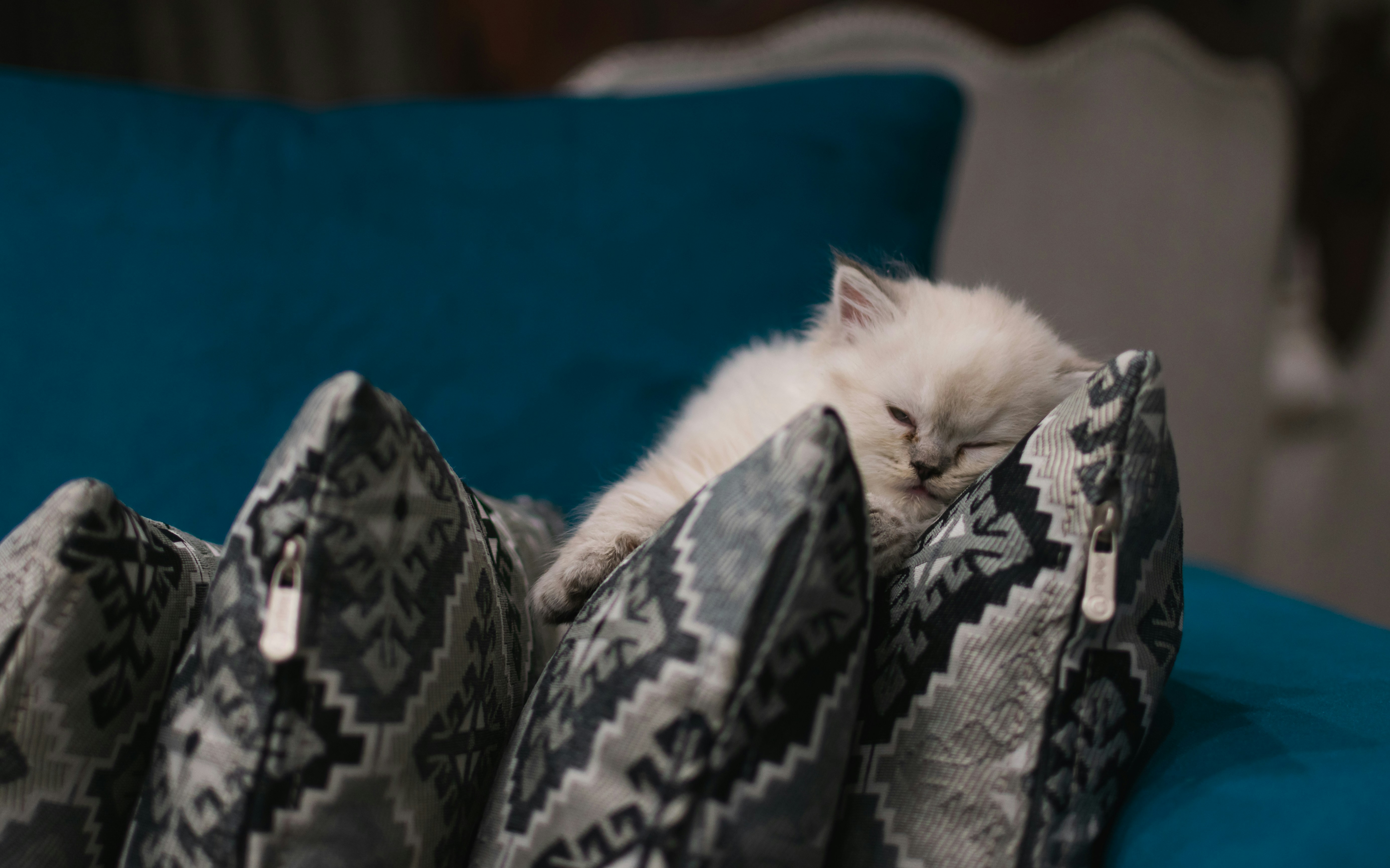 white cat lying on blue textile