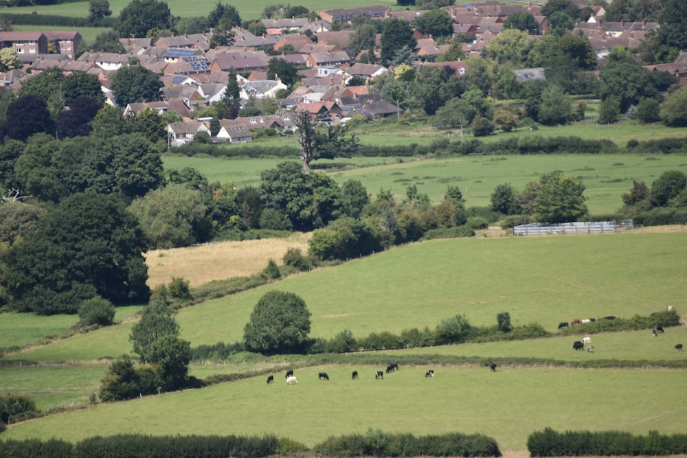 green grass field near houses during daytime