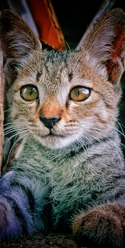 Detailed 3D model of a pet with lifelike fur texture and expression.