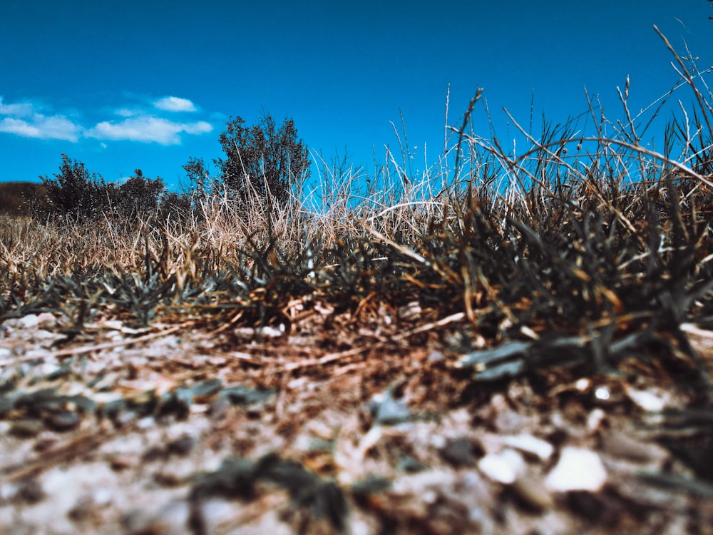brown grass on brown soil during daytime