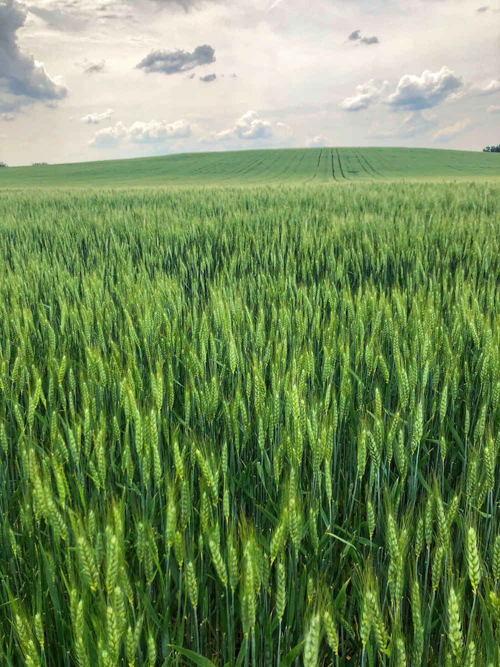 Campo di erba verde sotto nuvole bianche durante il giorno