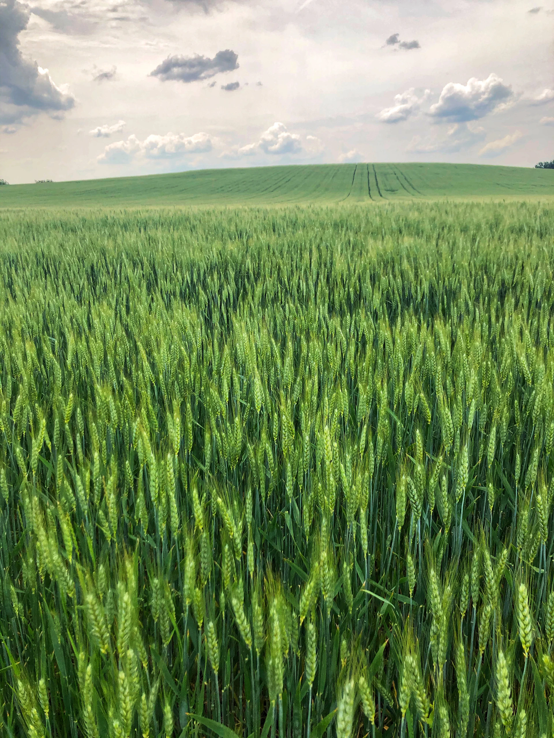 green grass field under white clouds during daytime