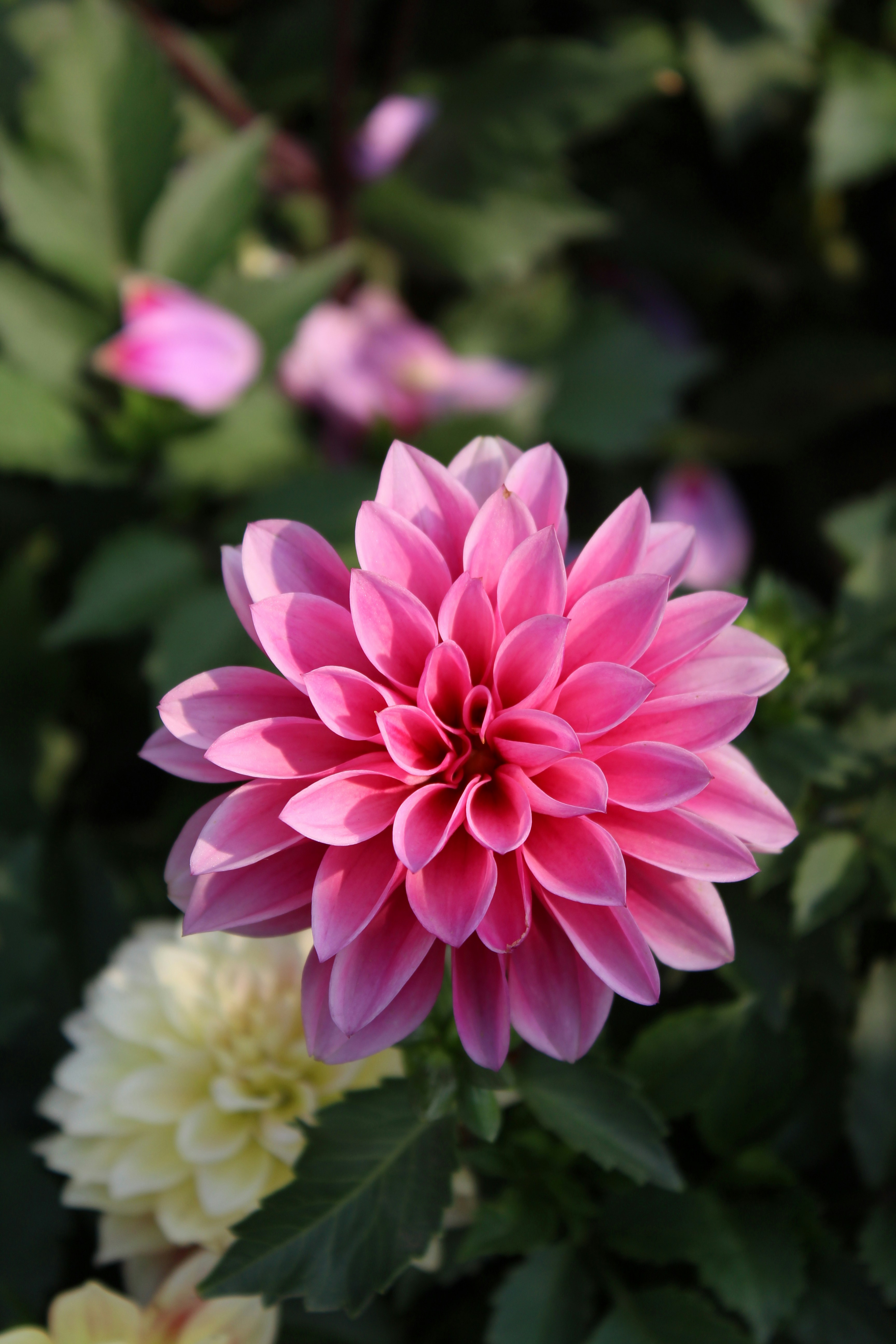 550 Dahlia Pictures Download Free Images On Unsplash