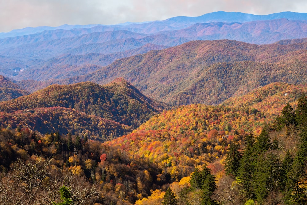 green and brown trees on mountain during daytime