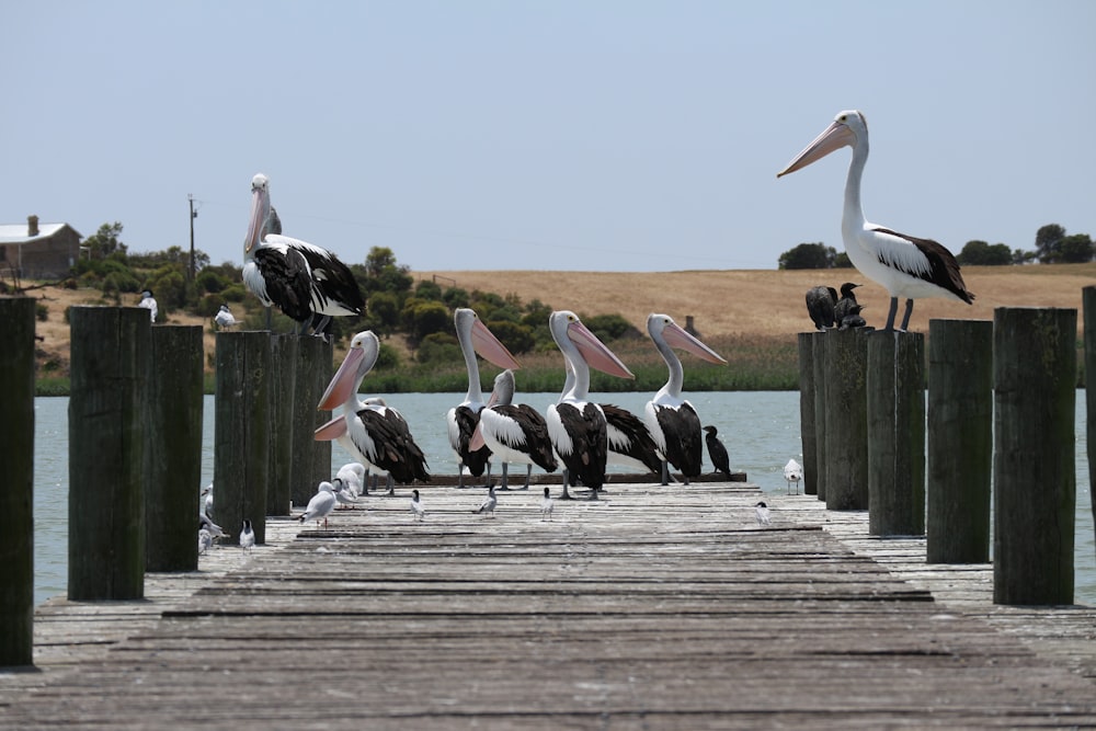 white and black pelican on brown wooden dock during daytime