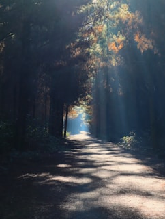 Sunlight filtering through leaves creating dappled shadows on a peaceful forest path.