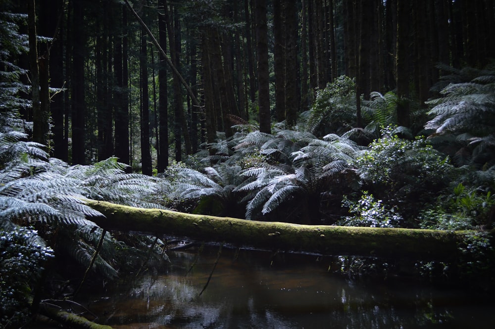 green moss on brown tree log on river