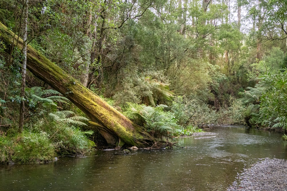 green trees beside river during daytime