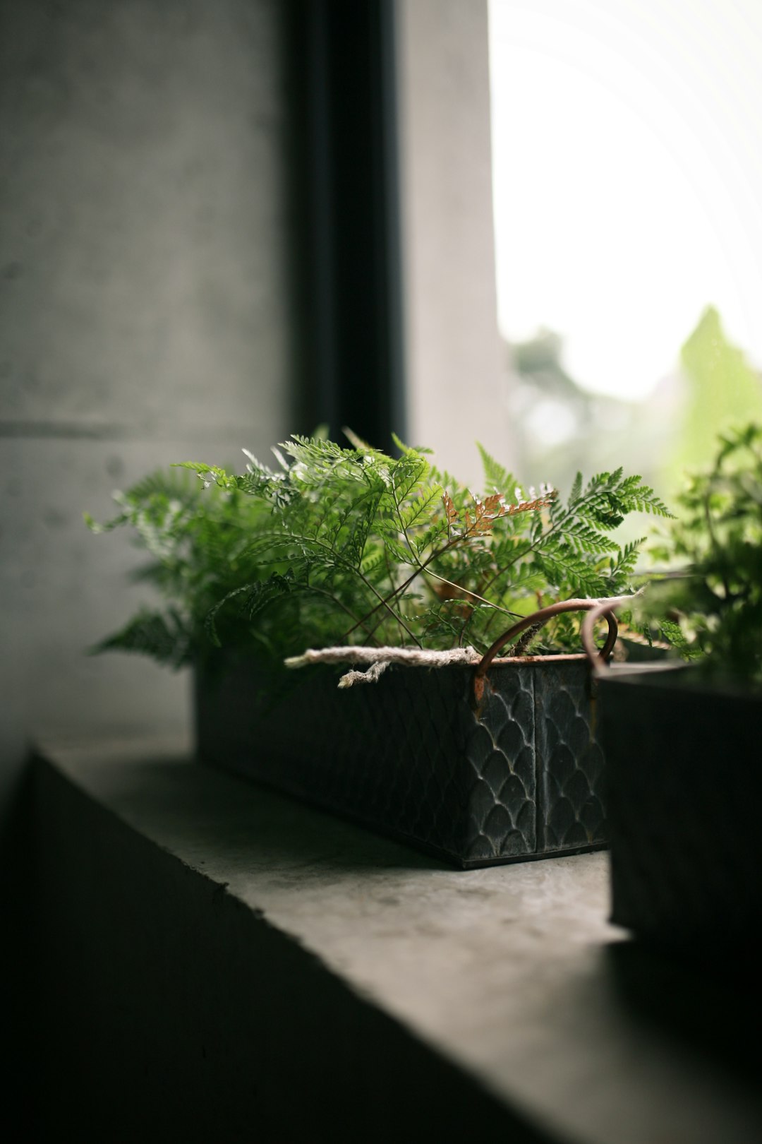 green plant on black pot