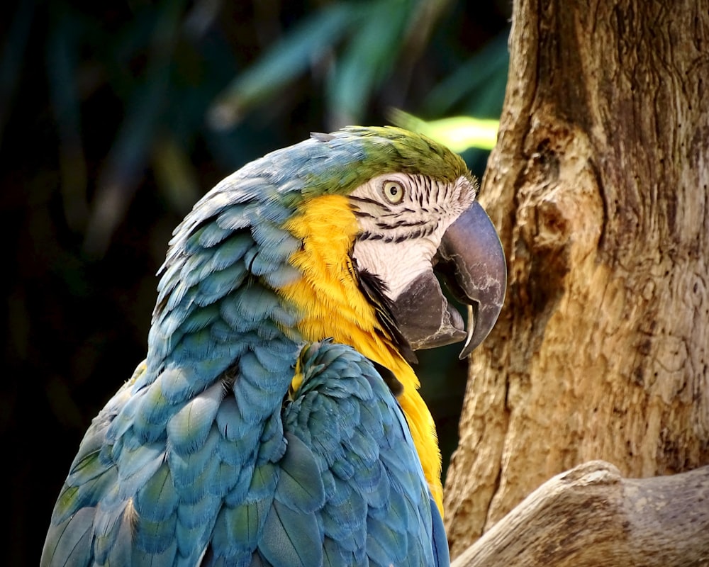 Pappagallo giallo e verde blu sul ramo marrone dell'albero