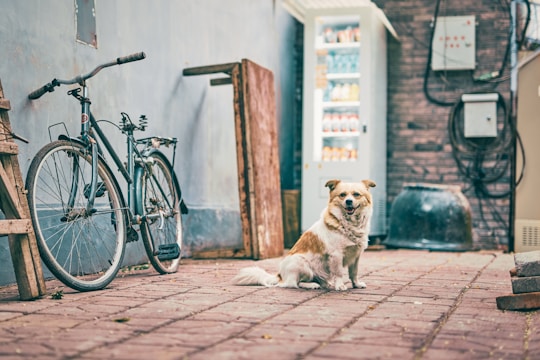 A small dog sitting on a cobblestone path next to a bicycle and in front of a vending machine. The setting appears to be an urban alley with brick walls and some industrial equipment around.