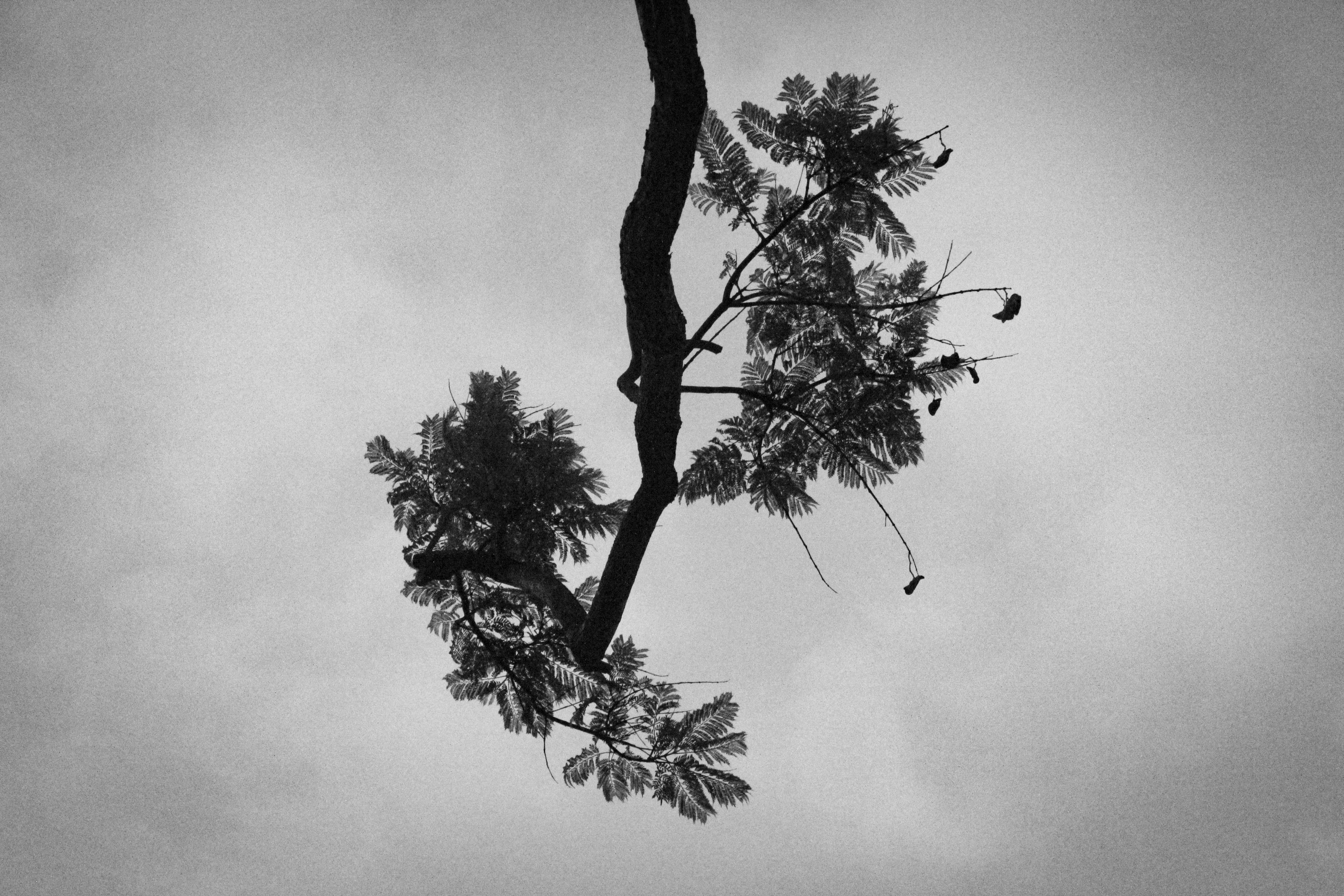 Grayscale photo of tree with leaves photo Free Grey Image on Unsplash