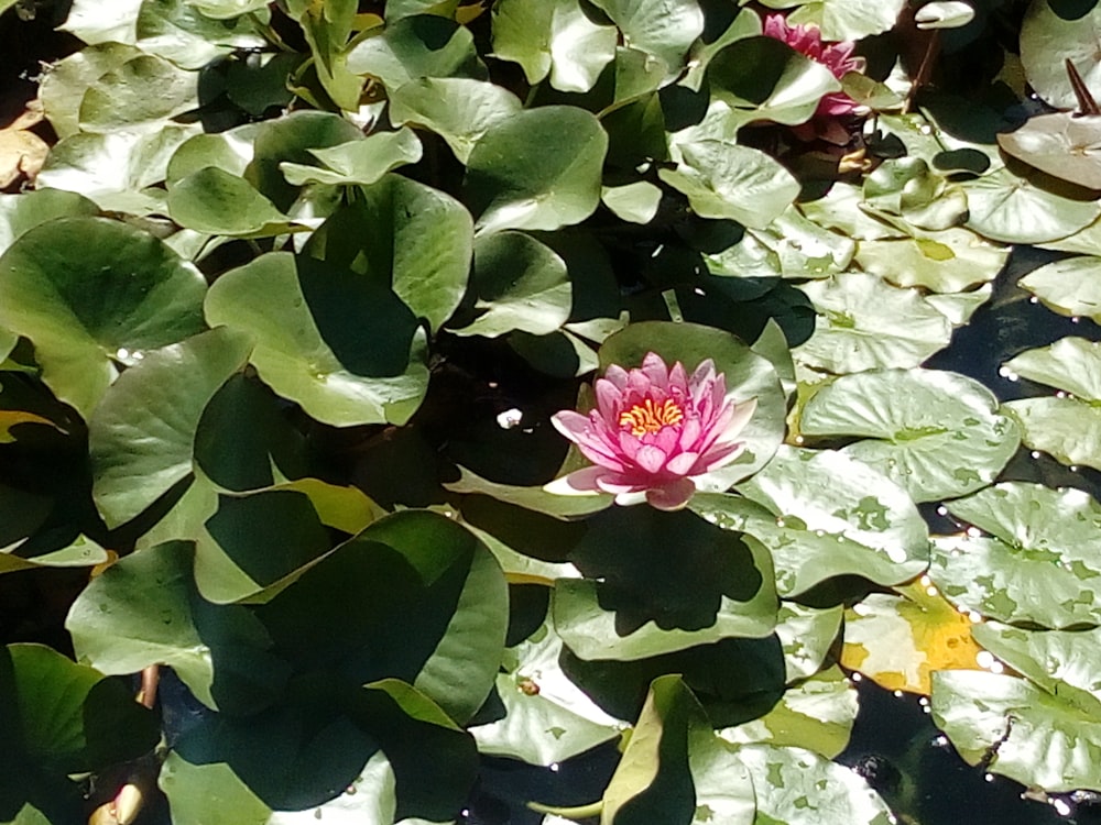 pink flower with green leaves