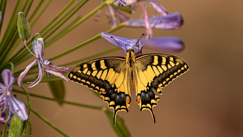 papillon jaune et noir sur fleur violette