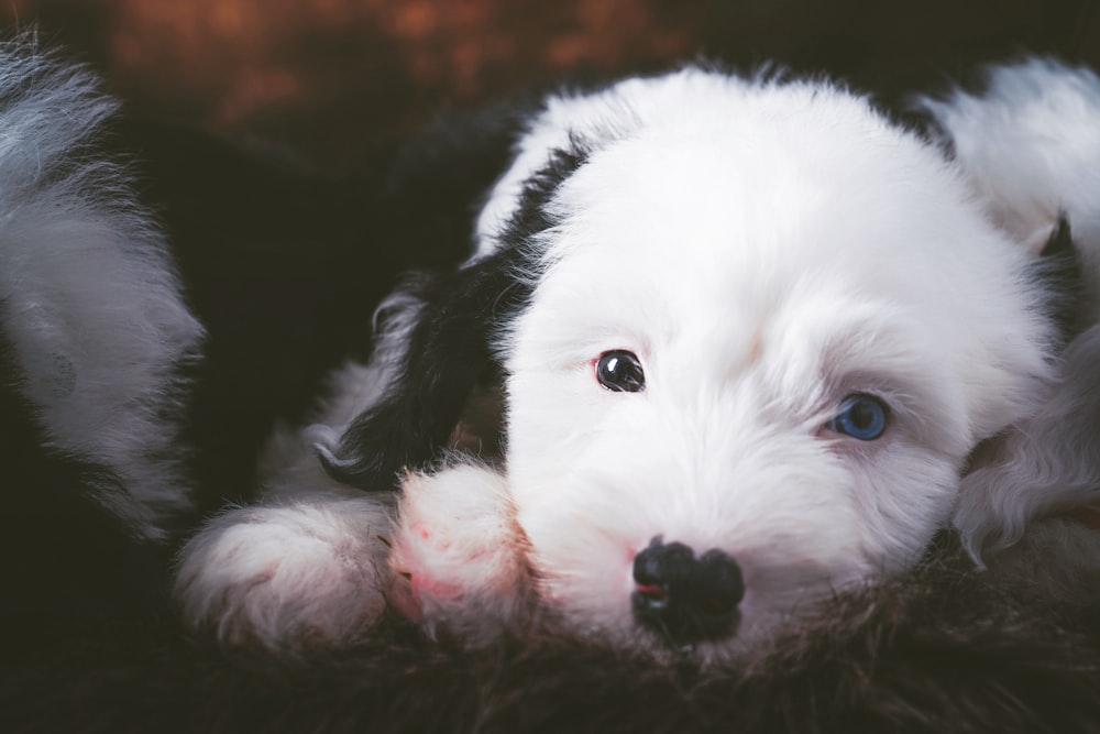 white and black long coat small dog