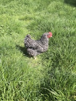 A black and white speckled chicken standing in a lush, green grassy area on a sunny day. The chicken's feathers have a distinct pattern, and its comb and wattles are vibrant red.