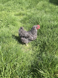 A black and white speckled chicken standing in a lush, green grassy area on a sunny day. The chicken's feathers have a distinct pattern, and its comb and wattles are vibrant red.