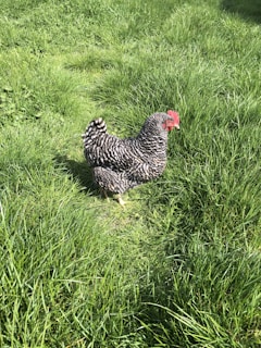 A black and white speckled chicken standing in a lush, green grassy area on a sunny day. The chicken's feathers have a distinct pattern, and its comb and wattles are vibrant red.